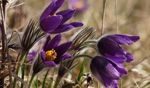 Preview wallpaper flowers, spring, blurred, close-up