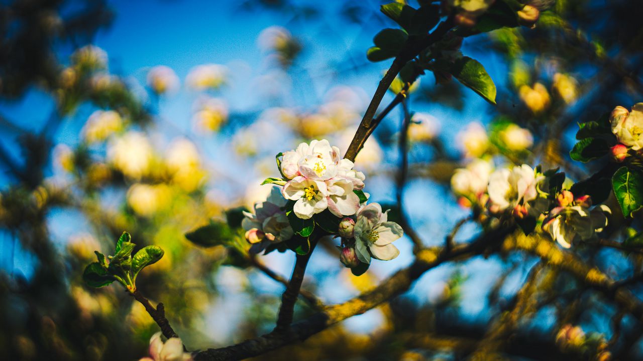 Wallpaper flowers, spring, branch, tree, blur