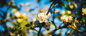 Preview wallpaper flowers, spring, branch, tree, blur