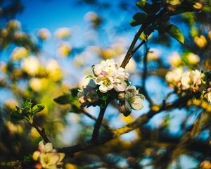 Preview wallpaper flowers, spring, branch, tree, blur