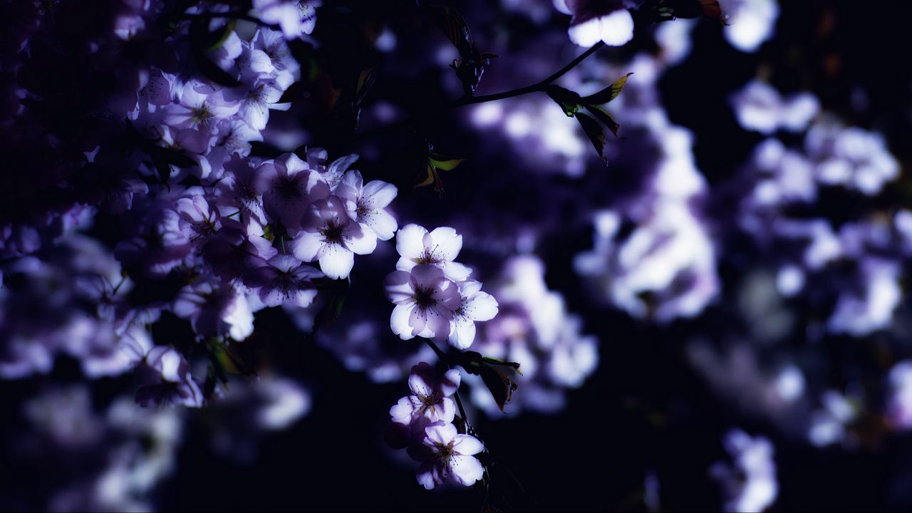 Wallpaper flowers, spring, branches, petals, blur