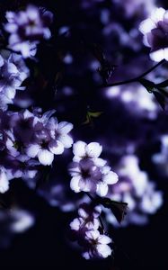 Preview wallpaper flowers, spring, branches, petals, blur