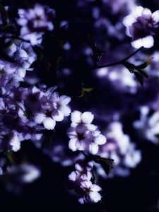 Preview wallpaper flowers, spring, branches, petals, blur