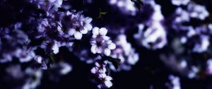 Preview wallpaper flowers, spring, branches, petals, blur