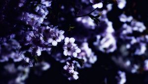 Preview wallpaper flowers, spring, branches, petals, blur