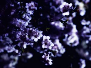 Preview wallpaper flowers, spring, branches, petals, blur