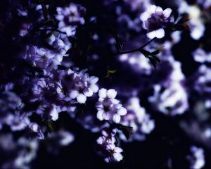 Preview wallpaper flowers, spring, branches, petals, blur