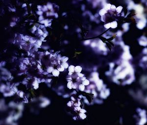 Preview wallpaper flowers, spring, branches, petals, blur