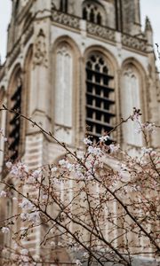 Preview wallpaper flowers, spring, building, facade