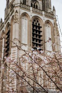 Preview wallpaper flowers, spring, building, facade