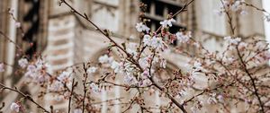 Preview wallpaper flowers, spring, building, facade