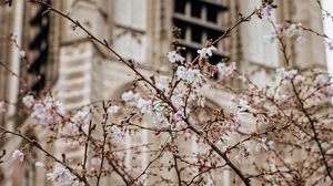 Preview wallpaper flowers, spring, building, facade