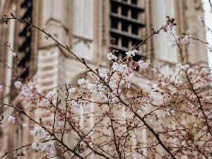 Preview wallpaper flowers, spring, building, facade