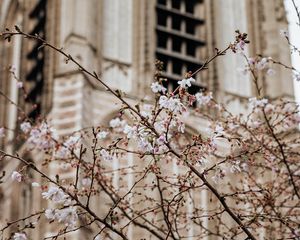 Preview wallpaper flowers, spring, building, facade