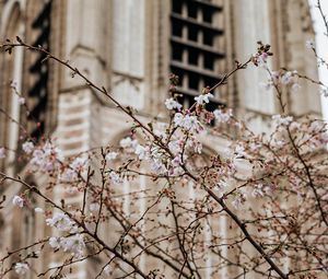 Preview wallpaper flowers, spring, building, facade