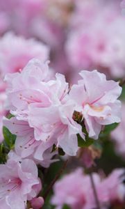 Preview wallpaper flowers, spring, flowering, branch, drops