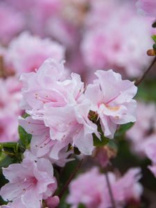 Preview wallpaper flowers, spring, flowering, branch, drops