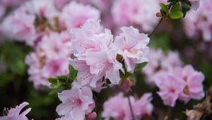 Preview wallpaper flowers, spring, flowering, branch, drops