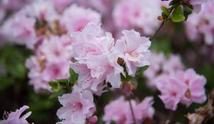 Preview wallpaper flowers, spring, flowering, branch, drops