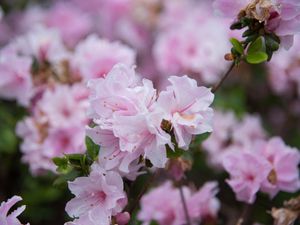 Preview wallpaper flowers, spring, flowering, branch, drops