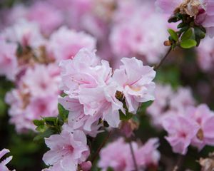 Preview wallpaper flowers, spring, flowering, branch, drops