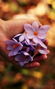 Preview wallpaper flowers, spring, hands