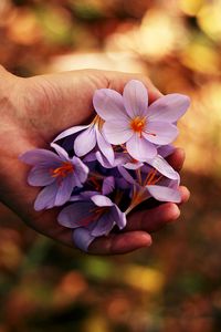 Preview wallpaper flowers, spring, hands