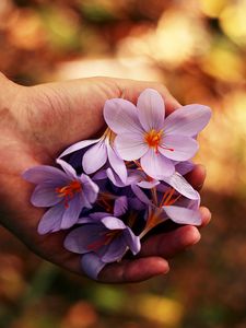 Preview wallpaper flowers, spring, hands