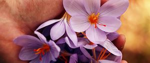 Preview wallpaper flowers, spring, hands