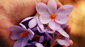 Preview wallpaper flowers, spring, hands