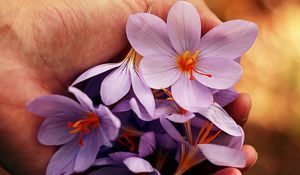 Preview wallpaper flowers, spring, hands