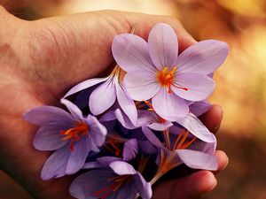 Preview wallpaper flowers, spring, hands