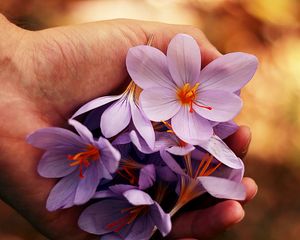 Preview wallpaper flowers, spring, hands
