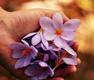 Preview wallpaper flowers, spring, hands