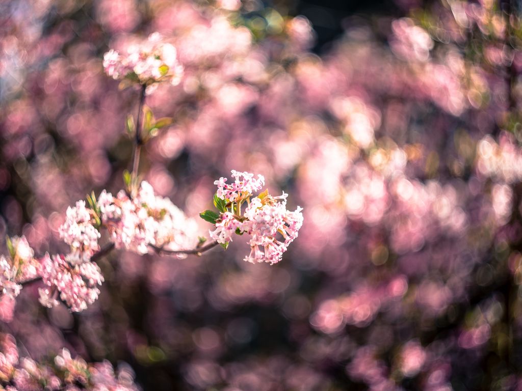 1024x768 Wallpaper flowers, spring, inflorescence, bloom, blur, pink