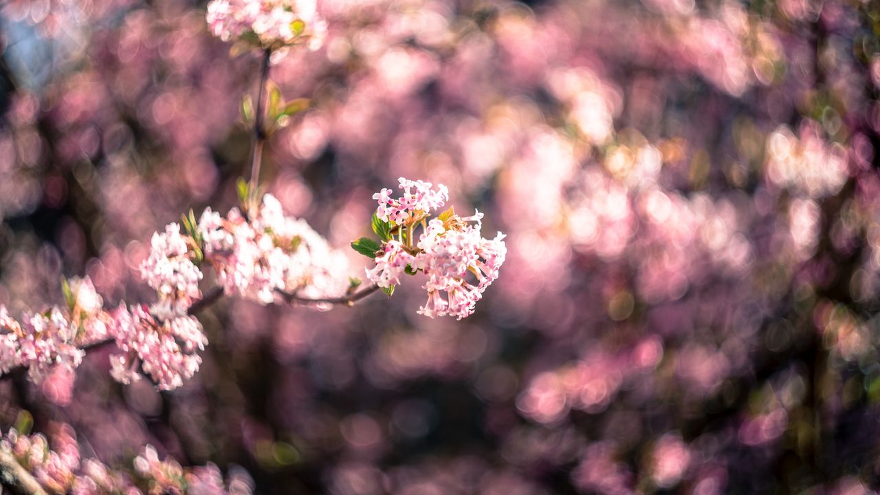 1280x720 Wallpaper flowers, spring, inflorescence, bloom, blur, pink