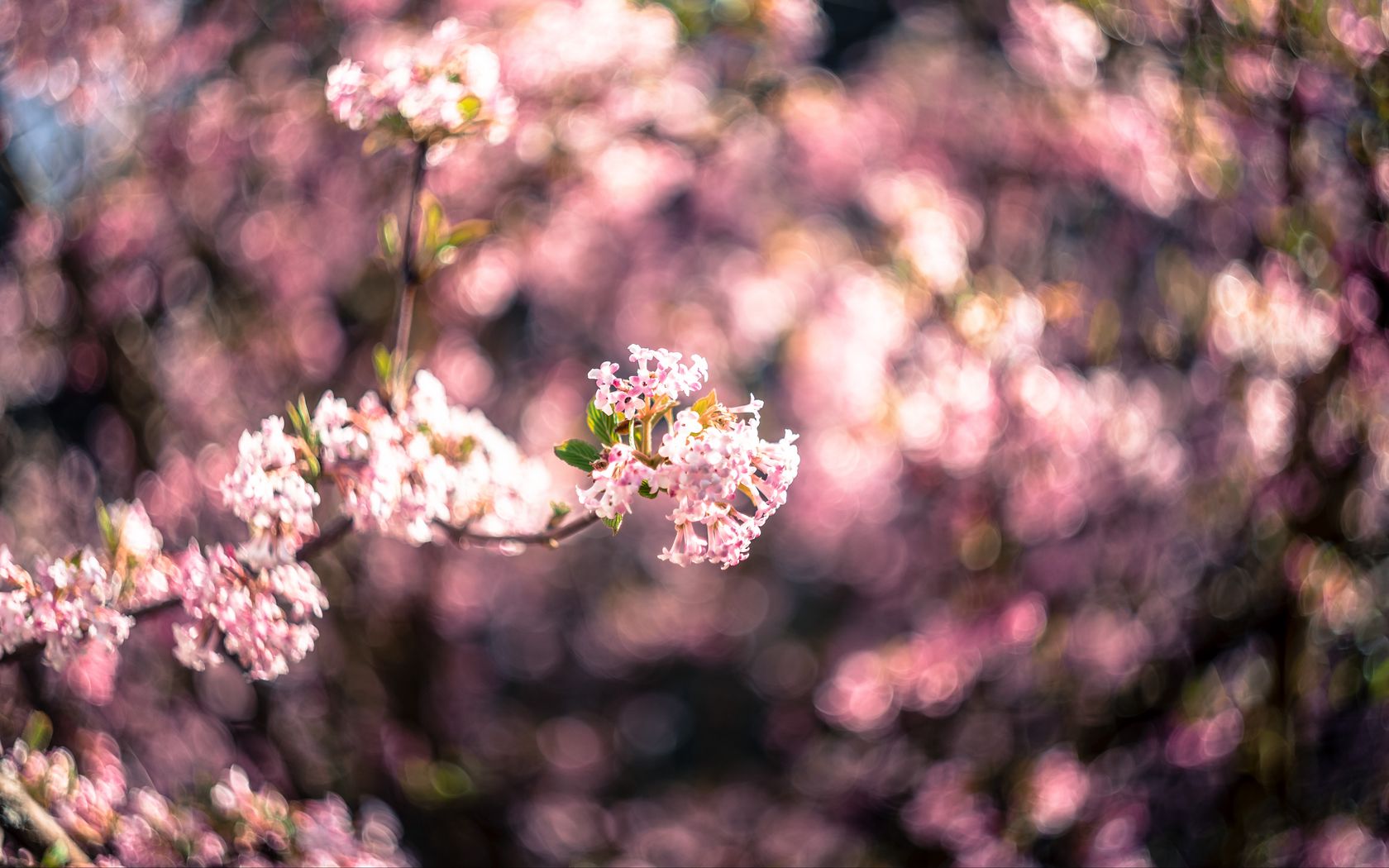 1680x1050 Wallpaper flowers, spring, inflorescence, bloom, blur, pink