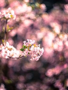 Preview wallpaper flowers, spring, inflorescence, bloom, blur, pink