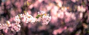 Preview wallpaper flowers, spring, inflorescence, bloom, blur, pink