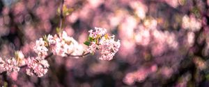 Preview wallpaper flowers, spring, inflorescence, bloom, blur, pink