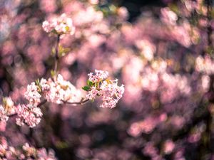 Preview wallpaper flowers, spring, inflorescence, bloom, blur, pink