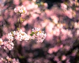 Preview wallpaper flowers, spring, inflorescence, bloom, blur, pink