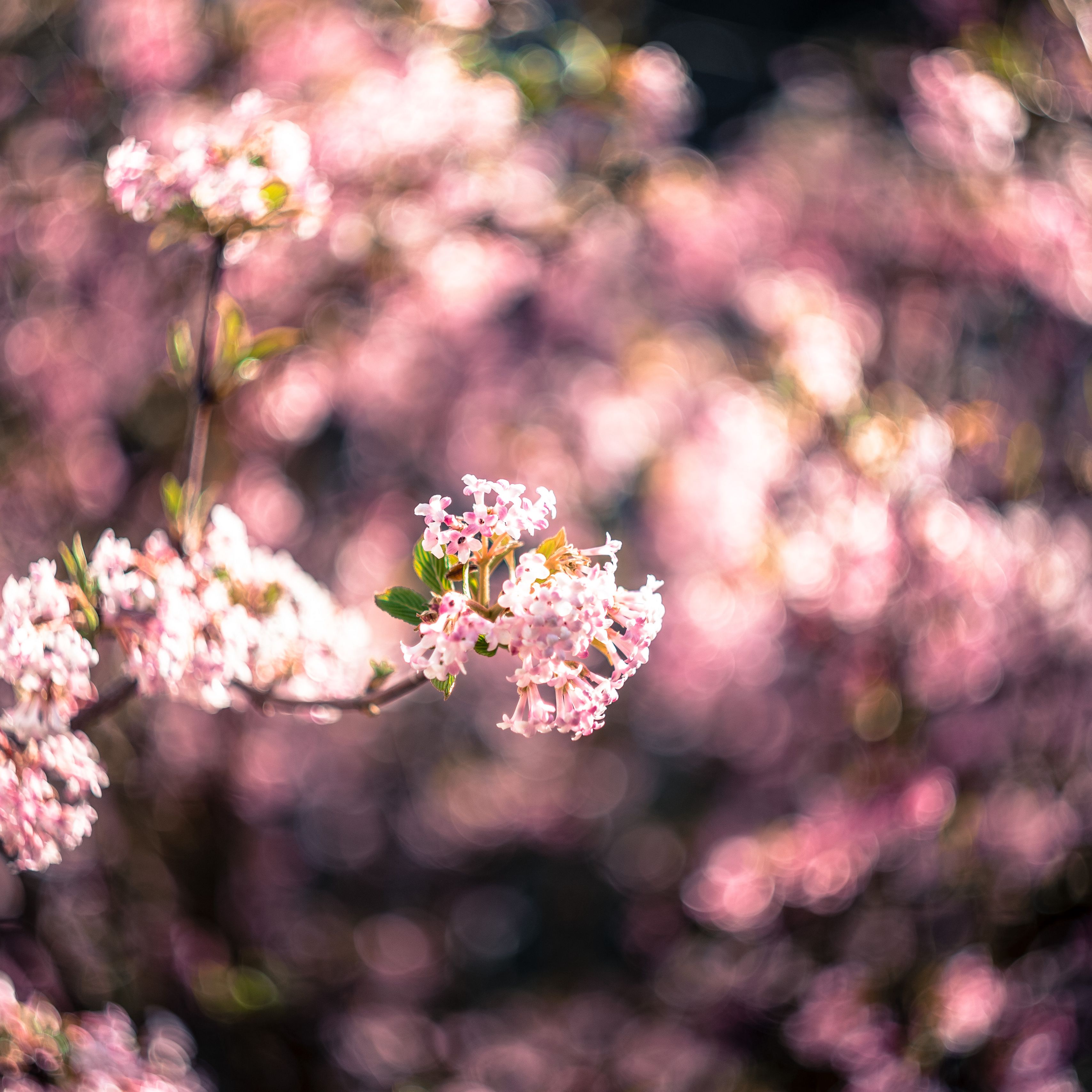 3415x3415 Wallpaper flowers, spring, inflorescence, bloom, blur, pink