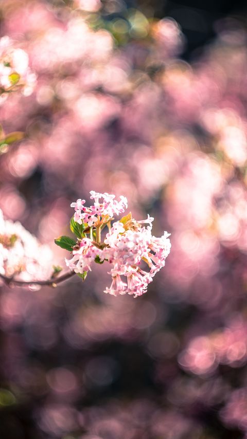 480x854 Wallpaper flowers, spring, inflorescence, bloom, blur, pink