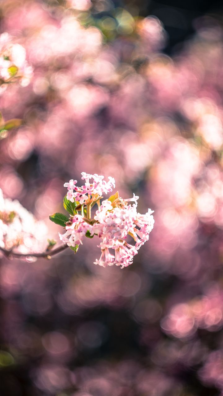 720x1280 Wallpaper flowers, spring, inflorescence, bloom, blur, pink