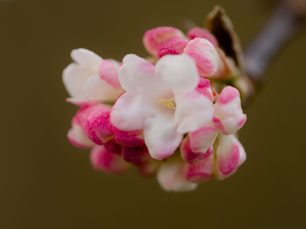 1024x768 Wallpaper flowers, spring, inflorescence, pink, macro