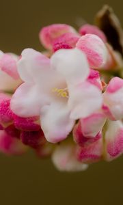 Preview wallpaper flowers, spring, inflorescence, pink, macro