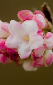 Preview wallpaper flowers, spring, inflorescence, pink, macro