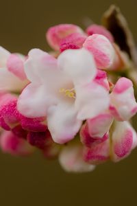 Preview wallpaper flowers, spring, inflorescence, pink, macro