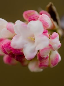 Preview wallpaper flowers, spring, inflorescence, pink, macro